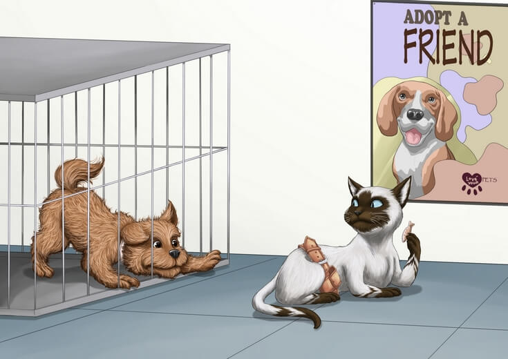 A cat eating a cookie in a pet adoption center with a dog in a kennel in the background.