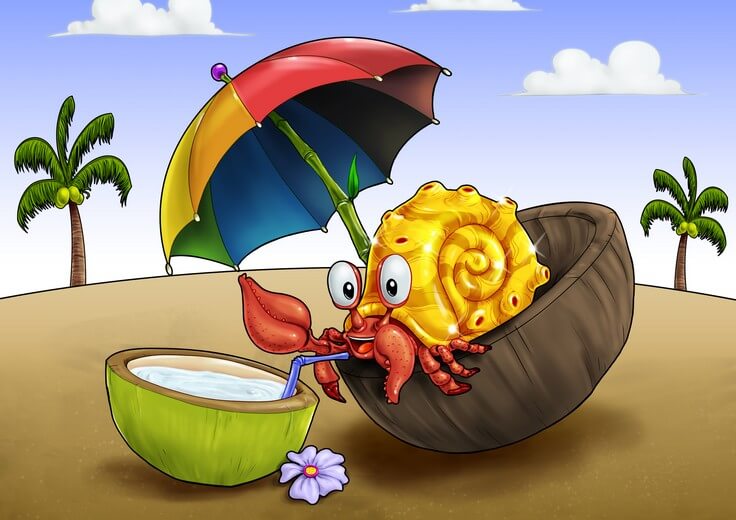 A hermit crab drinking coconut water.