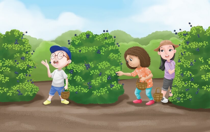 Students picking up blueberries in a farm.