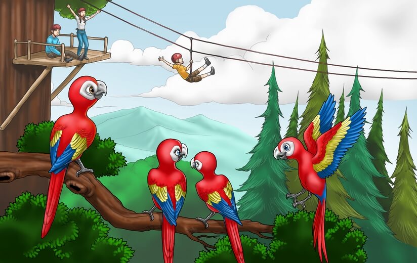 A family of macaw birds watching a person on a zipline.
