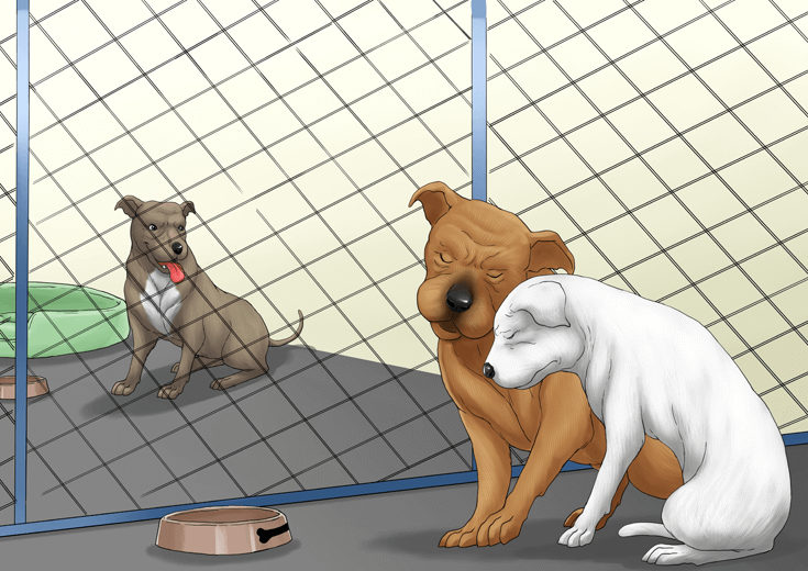 Sad pitbull dogs inside kennels.