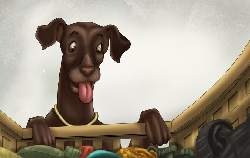 A dog rummaging through a laundry basket in search of a specific sock.